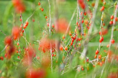İle taze goji Karpuzu Goji berrytwig dolu