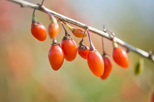 Goji Berrybrindille Remplie Baies Goji Fraîches — Photo