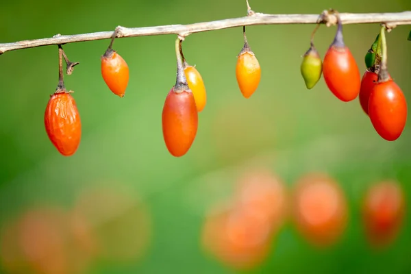 Goji Berrytwig Fylld Med Färska Gojibär — Stockfoto