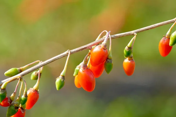 Goji Berrybrindille Remplie Baies Goji Fraîches — Photo