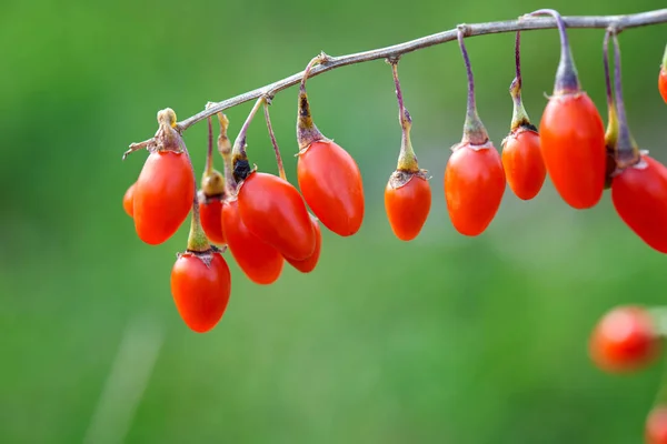 Goji Berrybrindille Remplie Baies Goji Fraîches — Photo