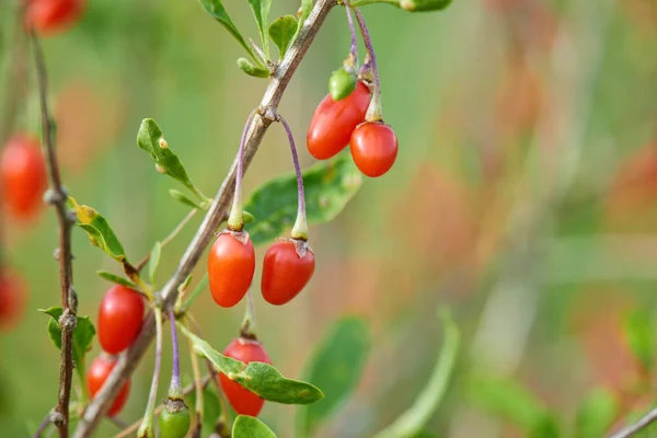 Goji Berrytwig Filled Fresh Goji Berries — Stock Photo, Image