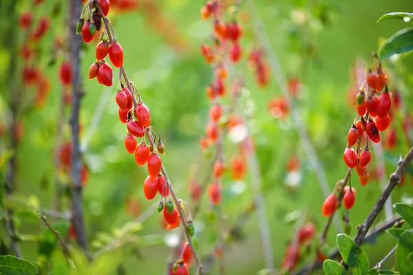 Goji Berrytwig Filled Fresh Goji Berries — Stock Photo, Image