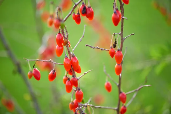 Goji Berrytwig Filled Fresh Goji Berries — Stock Photo, Image