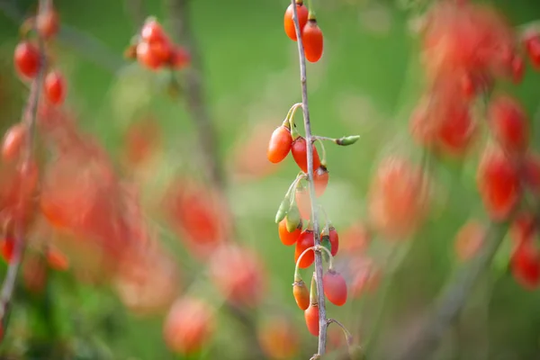 Goji Berrytwig Filled Fresh Goji Berries — Stock Photo, Image