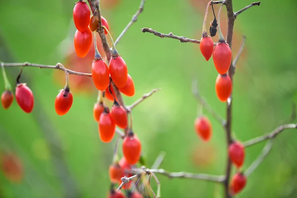 Goji Berrytwig Filled Fresh Goji Berries — Stock Photo, Image