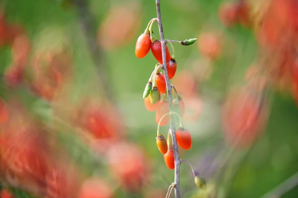 Goji Berrytwig Filled Fresh Goji Berries — Stock Photo, Image