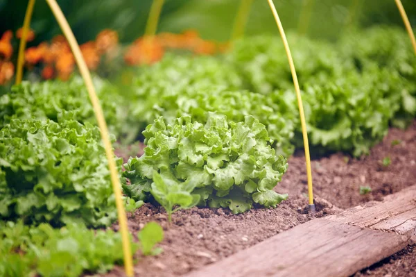 Lettuce Plants Home Vegetable Garden — Stock Photo, Image