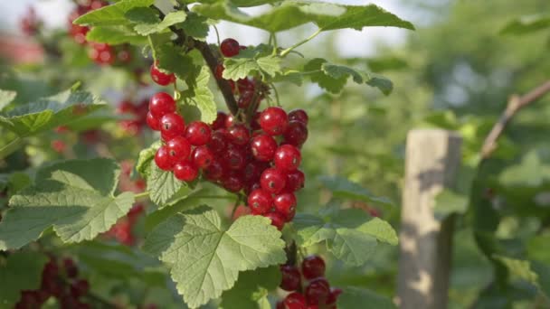 Gros Plan Groseille Rouge Cultivée Pays 4Kgroseille Rouge Fraîchement Naturelle — Video