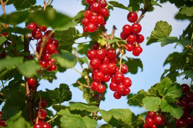 Bir şube üzerinde büyüyen Homegrown kırmızı curranttaze doğal kırmızı frenk üzümü