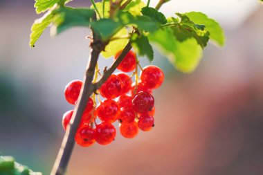 Bir şube üzerinde büyüyen Homegrown kırmızı curranttaze doğal kırmızı frenk üzümü