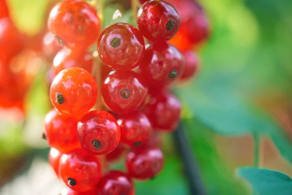 Närbild Egenodlade Röda Currantnyligen Naturliga Röda Vinbär Som Växer Filial — Stockfoto