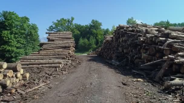 Stacked Logs Lumber Wood Industry — Stock Video
