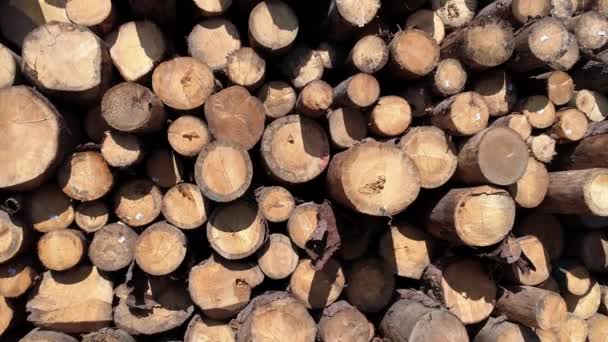 Halmozott Naplók Fűrészáru Industrystacked Naplók Közelében Erdő Kereskedés Felvételeket — Stock videók