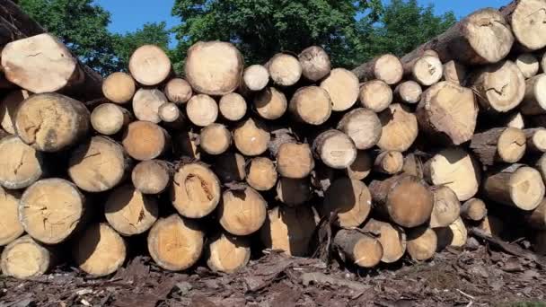堆放的原木 木材和木材工业堆叠原木附近的森林 木材贸易 4K镜头 — 图库视频影像