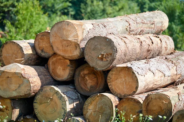 Склеєні Колоди Дерев Яні Піддони Деревообробна Промисловість — стокове фото