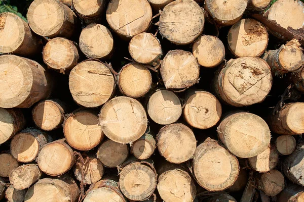 Stacked Logs Woodpiles Lumber Wood Industry Stock Photo