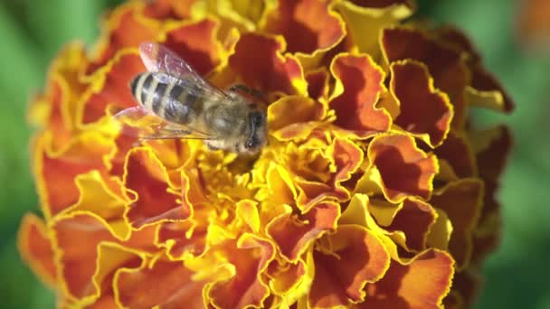 小さな花から花粉を集めるミツバチ クローズアップ — ストック動画
