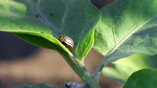 Colorado Beetle Eats Potato Leaves — Stock Video