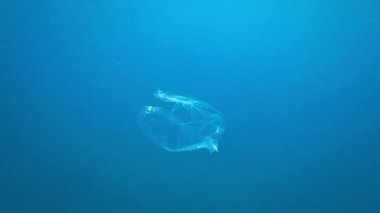 Okyanusta yüzen plastik torba, suda bir torba. Plastik çöp ile sualtı küresel sorun.