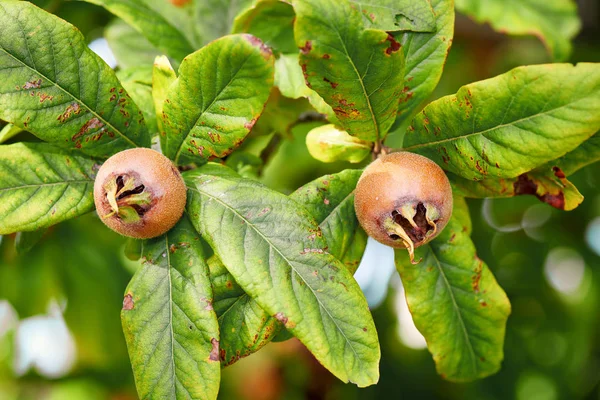 Healthy Medlars Fruit Tree Bawdy Autumn Fruit Medlar Brown Mespilus — Stock Photo, Image