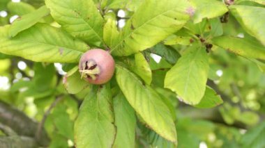 Meyve ağacında Sağlıklı Medlars - Bawdy sonbahar meyve medlar kahverengi Mespilus germanica