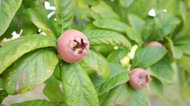 Meyve ağacında Sağlıklı Medlars - Bawdy sonbahar meyve medlar kahverengi Mespilus germanica