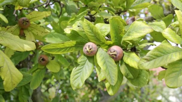 Zdrowe Medlars Drzewie Owocowym Bawdy Owoce Jesienią Medlar Brązowy Mespilus — Wideo stockowe