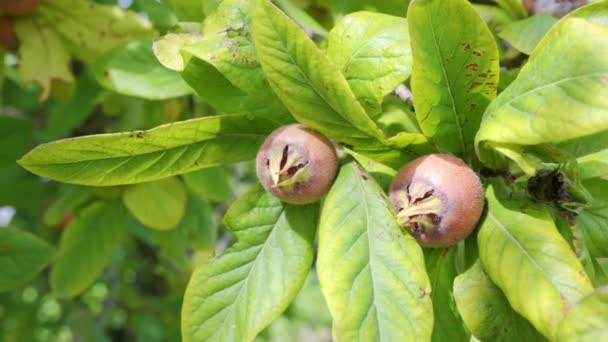 Gesunde Mispeln Obstbaum Kahle Herbst Fruchtmispel Braun Mespilus Germanica — Stockvideo