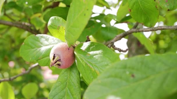 Υγιείς Μέντεςσε Φρούτο Δέντρο Άσεμνο Φρούτο Του Φθινοπώρου Καφέ Μεσπίλος — Αρχείο Βίντεο