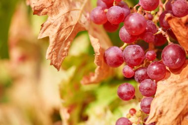 Kırmızı üzüm üzerinde güneş batıyor - üzüm, arka plan bir demet yakın. Sonbahar hasadında gün batımında üzüm bağları. Sonbaharda olgun üzüm.