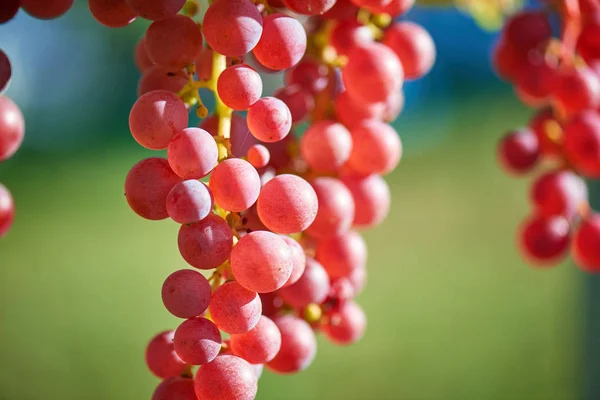 赤ブドウの日の設定 ブドウの束 背景のクローズアップ 秋の収穫の日没時のブドウ園 秋の熟したブドウ — ストック写真