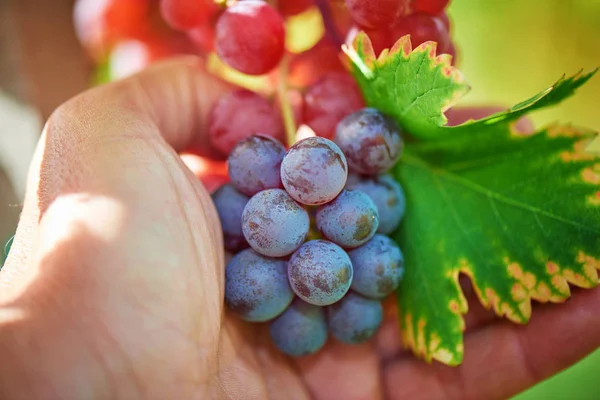 Rolnik Posiada Kilka Czerwonych Winogron Winnicy Winnice Zachodzie Słońca Jesiennych — Zdjęcie stockowe