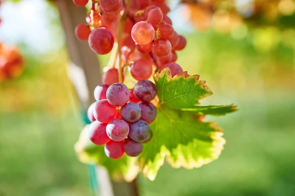 Pôr Sol Uvas Vermelhas Perto Ramo Uvas Contexto Vinhedos Pôr — Fotografia de Stock