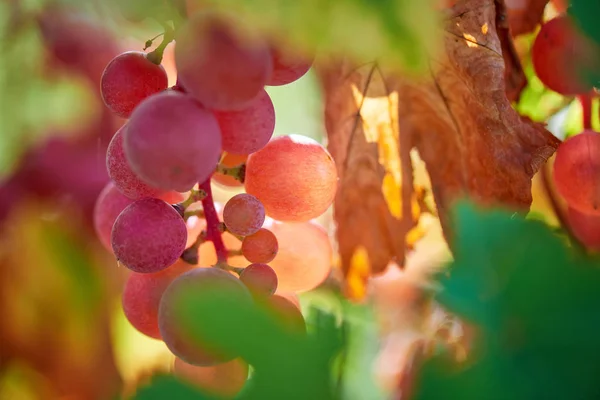 Słońce Ustawienie Czerwone Winogrona Bliska Kilka Winogron Tło Winnice Zachodzie — Zdjęcie stockowe