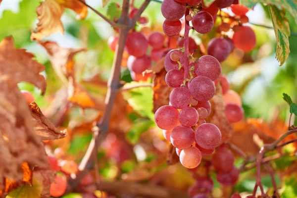 Coucher Soleil Sur Les Raisins Rouges Gros Plan Bouquet Raisins — Photo