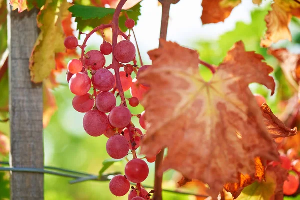 赤ブドウの日の設定 ブドウの束 背景のクローズアップ 秋の収穫の日没時のブドウ園 秋の熟したブドウ — ストック写真