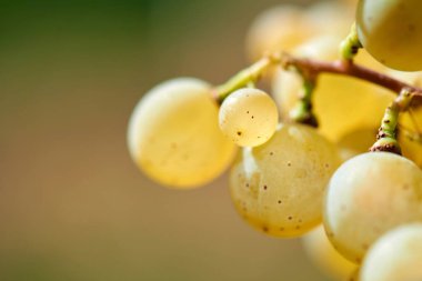 Beyaz üzümüzerinde güneş batıyor - üzüm bir demet yakın, arka plan. Sonbahar hasadında gün batımında üzüm bağları. Sonbaharda olgun üzüm.