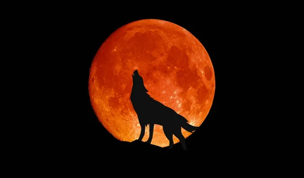 Lupo Ulula Alla Grande Luna Piena Sangue — Foto Stock