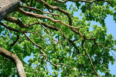 Güneş ışığındaki büyük meşe. Yeşil çevre kavramı.
