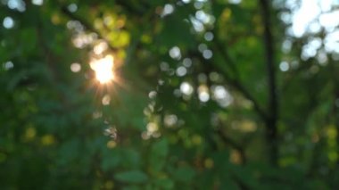 Altın parıldayan güneş ışığı parlıyor ve bokeh, bulanık ağaç, doğa ve gökyüzü arka planı