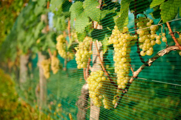 Uvas Vino Verde Agricultura Vitivinícola Bodega Concepto Agricultura Viñedo Está — Foto de Stock