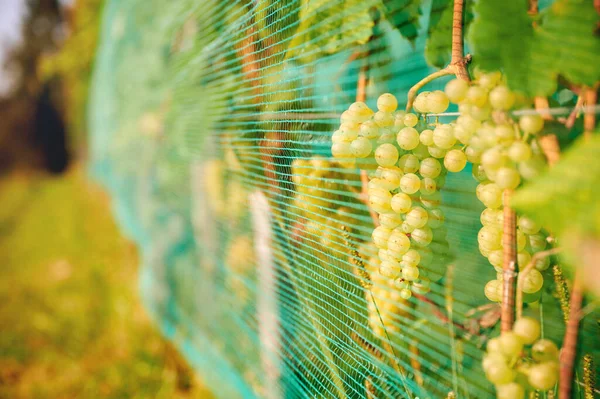 Uvas Vino Verde Agricultura Vitivinícola Bodega Concepto Agricultura Viñedo Está — Foto de Stock