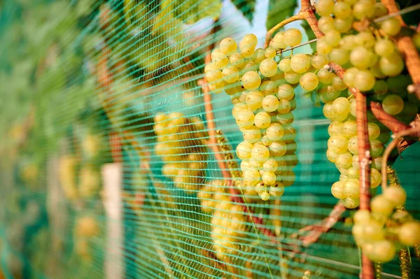 Zielone Winogrona Rolnictwo Winnic Winiarnia Koncepcja Rolnictwa Winnica Jest Chroniona — Zdjęcie stockowe