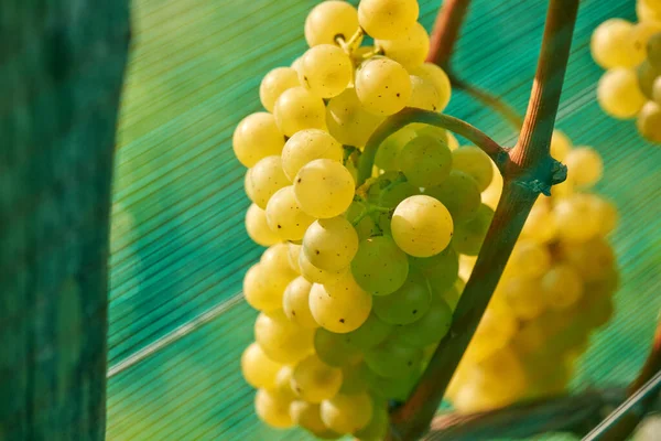 Σταφύλια Πράσινου Κρασιού Αμπελώνας Γεωργία Οινοποιείο Και Καλλιέργεια Έννοια Ένας — Φωτογραφία Αρχείου
