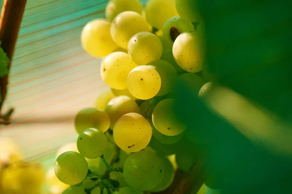 Uvas Vinho Verde Vinha Agricultura Adega Conceito Agricultura Uma Vinha — Fotografia de Stock
