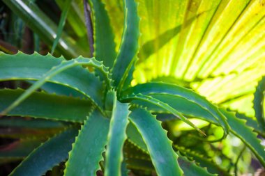 aloe vera bitki yaprakları