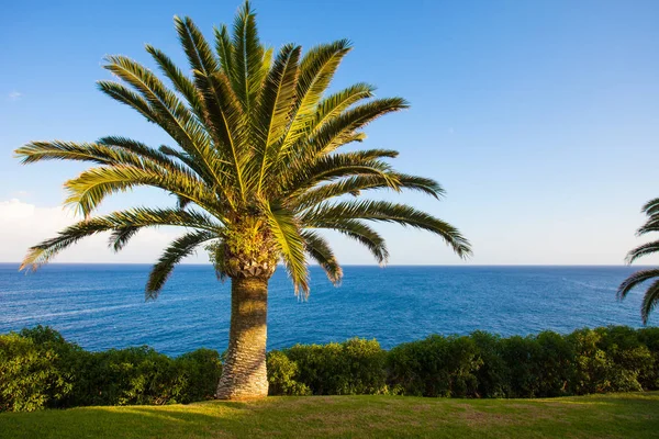 Çim ağaç deniz arka planda