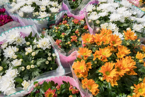 Chrysanthemum Plants Packaged Plastic Flower Shop — Stock Photo, Image