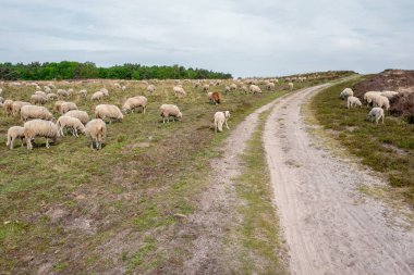 Koyunlar üzerinde elspeter heath Elspeet, Hollanda.